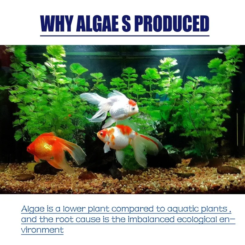 Algaecida ad alta efficienza d - Aquaponics Fish Tank recensione e prezzo