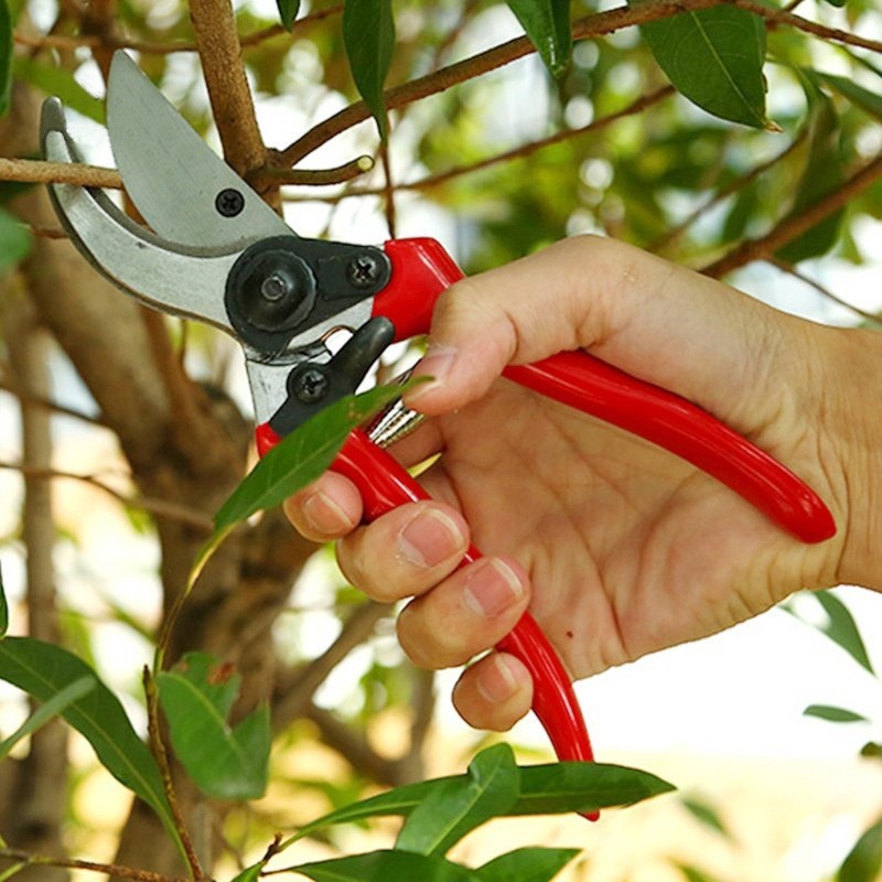Forbici da Potatura Premium pe - Gardening Tools Quality recensione e prezzo