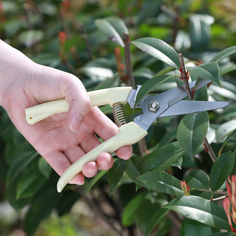 Forbici da Potatura in Acciaio - Gardening Tools To Cut Branches recensione e prezzo